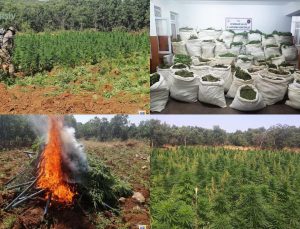 Lice’de Uyuşturucu Operasyonu: 36 Gözaltı