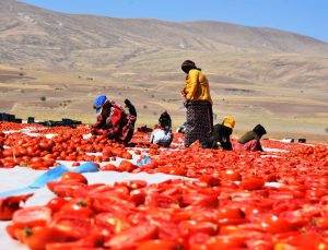Tarımsal Destek Ödemeleri Bugün Hesaplara Yatırılıyor