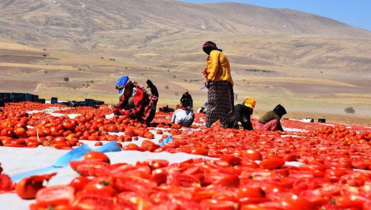 Tarımsal Destek Ödemeleri Bugün Hesaplara Yatırılıyor