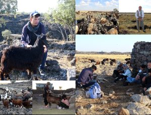 Karacadağ’da Çoban Olmak…