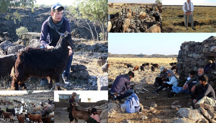 Karacadağ’da Çoban Olmak…