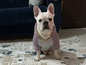 Diyarbakır’da Kayıp Köpek Aranıyor Bulana Para Ödülü Verilecek