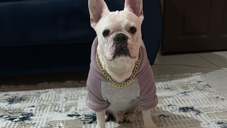 Diyarbakır’da Kayıp Köpek Aranıyor Bulana Para Ödülü Verilecek