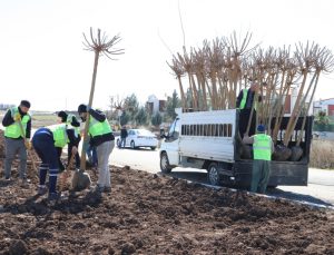 Refüj, Kaldırım, Kavşak ve Parklara 10 Bin Ağaç Dikilecek
