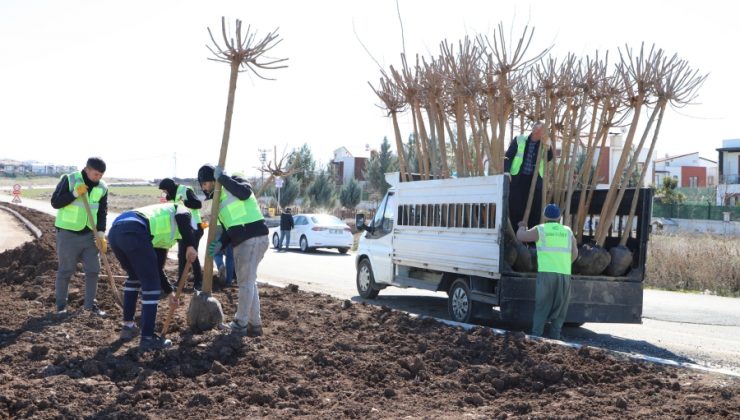 Refüj, Kaldırım, Kavşak ve Parklara 10 Bin Ağaç Dikilecek