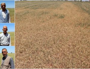 Çınarlı Çiftçiler: Ekinlerimiz Kurudu Ne Su Var Ne Elektrik