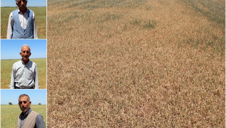 Çınarlı Çiftçiler: Ekinlerimiz Kurudu Ne Su Var Ne Elektrik