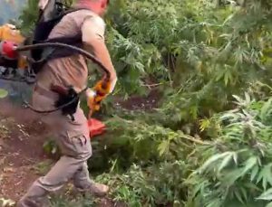 Diyarbakır’da Uyuşturucu Operasyonu: 3 Milyon 476 Bin Kök Kenevir ve Skunk Ele Geçirildi