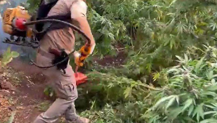 Diyarbakır’da Uyuşturucu Operasyonu: 3 Milyon 476 Bin Kök Kenevir ve Skunk Ele Geçirildi