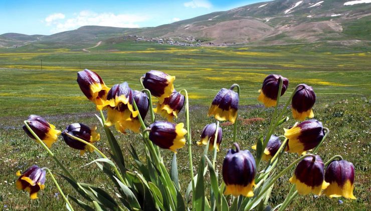 Karayazı Ters Lale Festivali Başlıyor! Doğanın, Kültürün ve Renklerin Buluşması