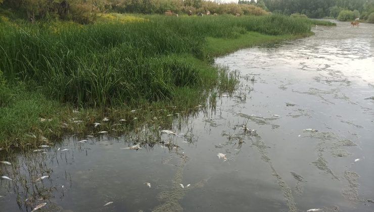 Dicle Nehri Alarm Veriyor!  Su Seviyesi Düştü, Balıklar Toplu Halde Öldü