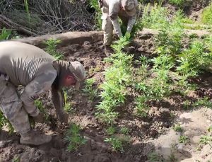 Diyarbakır’da 12 Milyon 389 Bin Adet Kök Kenevir Ele Geçirildi