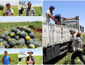Halep’ten Diyarbakır’a Uzanan Karpuz Yükleme Mücadelesi