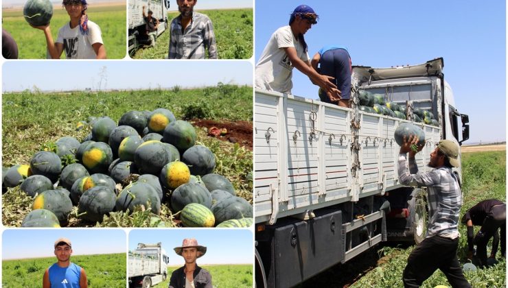 Halep’ten Diyarbakır’a Uzanan Karpuz Yükleme Mücadelesi