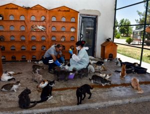 975 Hayvan Tedavi Edildi, 143 Hayvan Sahiplendirildi