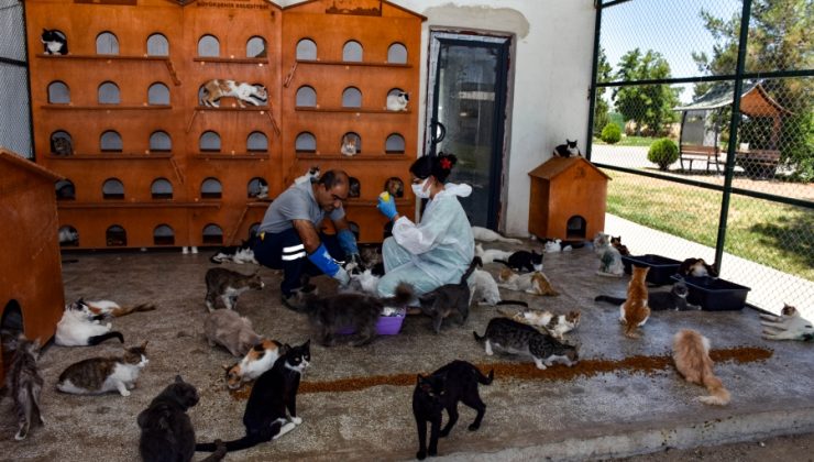 975 Hayvan Tedavi Edildi, 143 Hayvan Sahiplendirildi