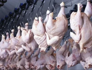 Haziran ayında tavuk eti üretimi rekor artış gösterdi