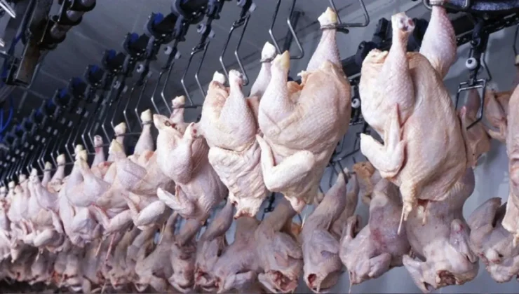 Haziran ayında tavuk eti üretimi rekor artış gösterdi