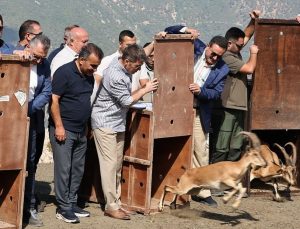 Amasya’da 5 yaban keçisi doğaya salındı
