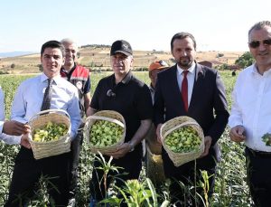 Amasya'nın çeyrek altını "çiçek bamyası" hasadı başladı