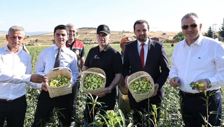 Amasya'nın çeyrek altını "çiçek bamyası" hasadı başladı