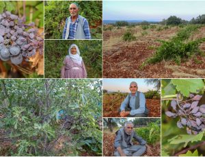 Çiftçiler Yetkililere Seslendi: Üzüm Bağlarımızı Kurtarın!