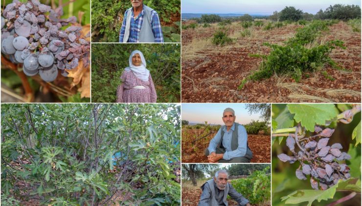 Çiftçiler Yetkililere Seslendi: Üzüm Bağlarımızı Kurtarın!