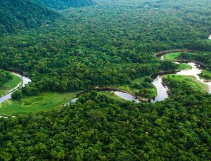 Felakete doğru: Amazon’un yeşil nefesi tükeniyor