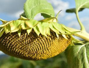 Ayçiçeği tohumu ve yağında gümrük vergisi oranları değişti