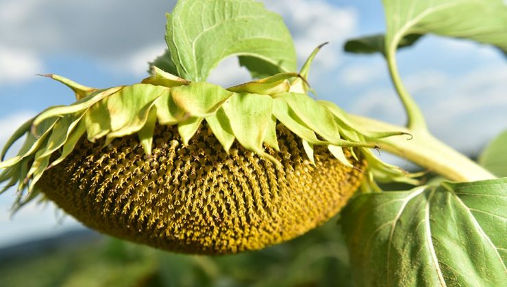 Ayçiçeği tohumu ve yağında gümrük vergisi oranları değişti