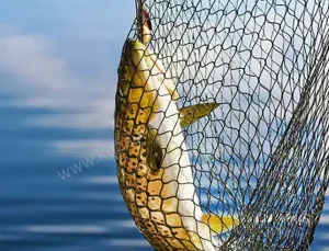 Balıkçılar 1 Eylül'ü heyecanla bekliyor: Yeni sezon umut vadediyor