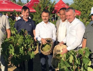 Başkan Büyükakın, İzmit’te üzüm hasadına katıldı