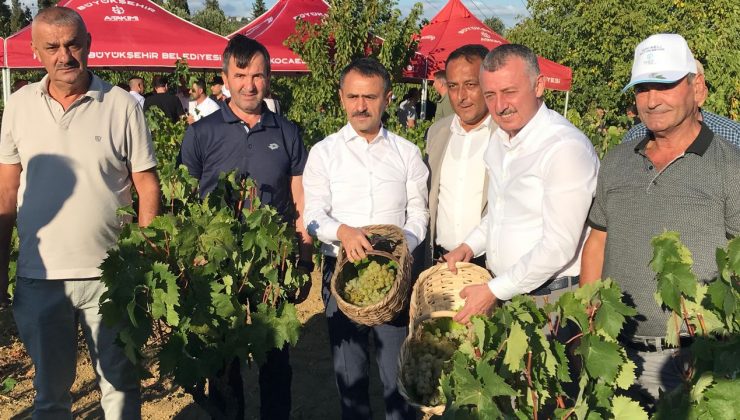 Başkan Büyükakın, İzmit’te üzüm hasadına katıldı