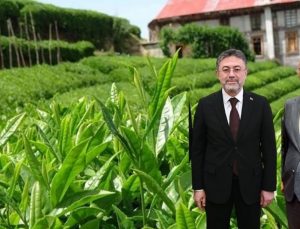 Bakan Yumaklı, BHA'ya konuştu; Çay hasadı….