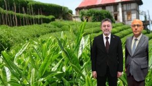 Bakan Yumaklı, BHA'ya konuştu; Çay hasadı....