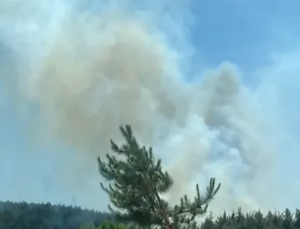 İzmir’in Menderes ilçesinde orman yangını