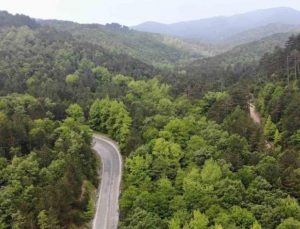 Orman Genel Müdürü Karacabey: Yanan ormanlık alanlar, bölgenin ekolojisine uygun fidanlarla yeniden yeşeriyor