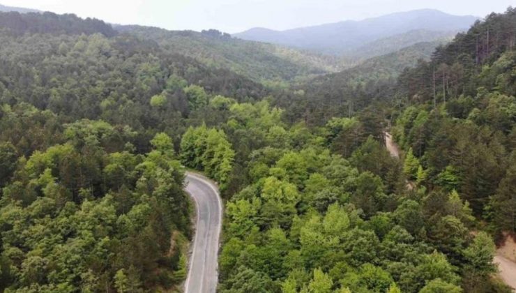 Orman Genel Müdürü Karacabey: Yanan ormanlık alanlar, bölgenin ekolojisine uygun fidanlarla yeniden yeşeriyor