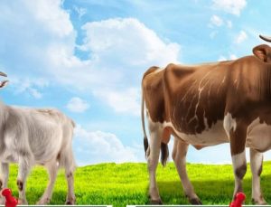 Yetiştiricilere duyuru: 2025 yılı birinci dönem hayvancılık desteklemesi başlıyor