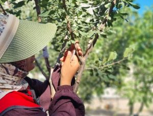 Digor’da meyve ağaçlarında aşılama çalışmaları başladı