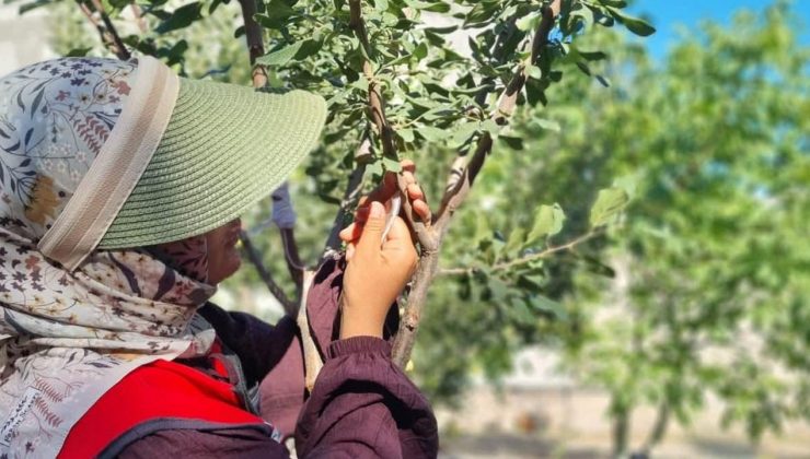 Digor’da meyve ağaçlarında aşılama çalışmaları başladı
