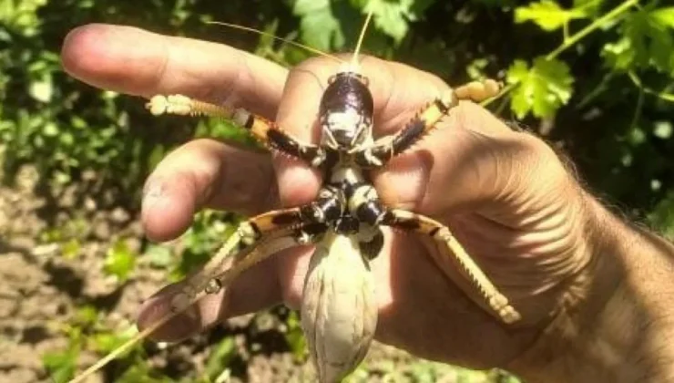 Elazığ’da dev etçil çekirge vatandaşın ilgisini çekti