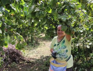 Ordu'nun fındığı yine Ordulunun emeğiyle toplanıyor