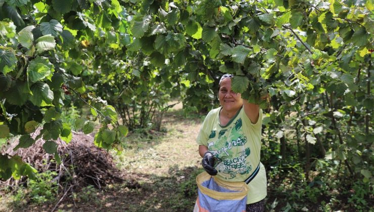 Ordu'nun fındığı yine Ordulunun emeğiyle toplanıyor