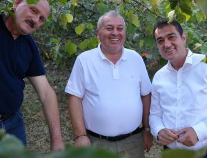 Giresun Belediye BAşkanı Fuat Köse ve Milletvekili Cemal Enginyurt fındık bahçesinde