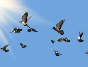 Mumbai’de güvercin beslemek yasaklandı