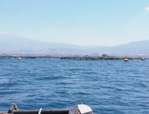 Hatay’ın mavi sularında yetişen balıklar Avrupa sofralarında