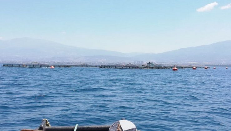 Hatay’ın mavi sularında yetişen balıklar Avrupa sofralarında