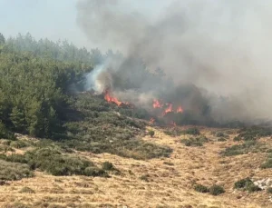 Adana’nın Feke ilçesinde orman yangını: Müdahale sürüyor