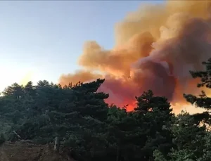 Adana İmamoğlu'nda orman yangını